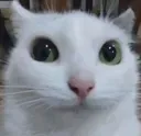 staring_cat