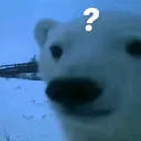 Confused Polar Bear