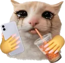 Sad Cat