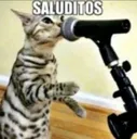 saluditos
