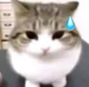 gato sudando