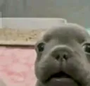 perro asustado
