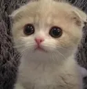 cry_cat