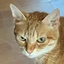 angry kitty