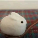 bunny
