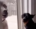 Shocked
