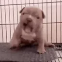 CREON DOG