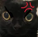 angy cat