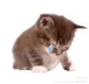 sad kitty