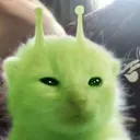 Alien cat