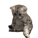 Sad cat  .GG/pancake444