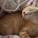 cutie