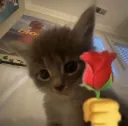 cat Rose