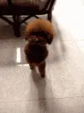 dancingdog