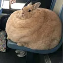 fatbunbun_