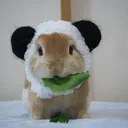 bunni_or_panda__