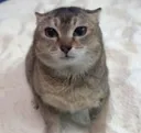 oh_hello_meimei