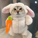 bunny_meimei