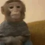 monkey_stares
