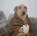 waits dog