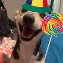GleefulGuy