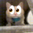 noticing cat 