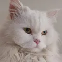 PAWS ACTIVE CAT
