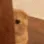 Lurk kitty  GG/pancake444