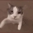 Kitty kissy GG/pancake444