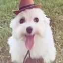 dog smile