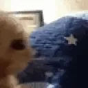 gato desconfiado