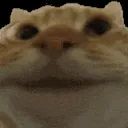cat nod
