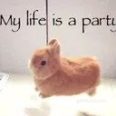 party bunni