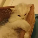 Grrr
