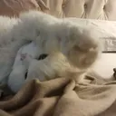 Tofu Come here