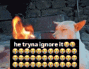 he tryna ignore it noia
