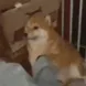 skip