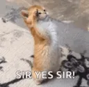 sir yes sir