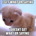 confusedcat