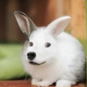 Buppy