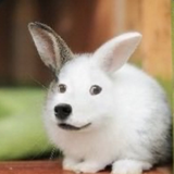 Buppy