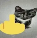 fuckcat