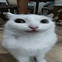 Meow
