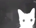 Wao