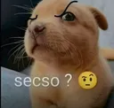 Sexo?