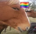 gayhorse
