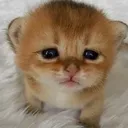 catsad