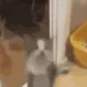 jumpingcatghouliez