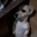 scaredpuppy