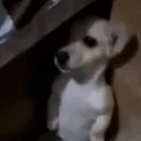 scaredpuppyghouliez